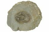 Beautiful Scabriscutellum Trilobite - Morocco #210172-1
